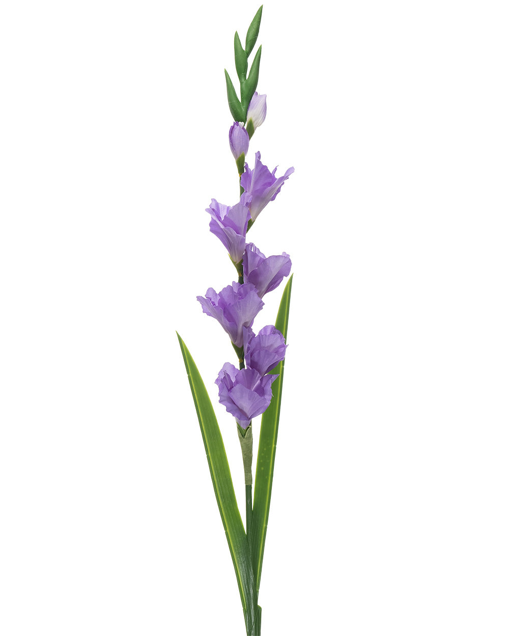 Gladiolus Stem 8 Heads Purple 91CM