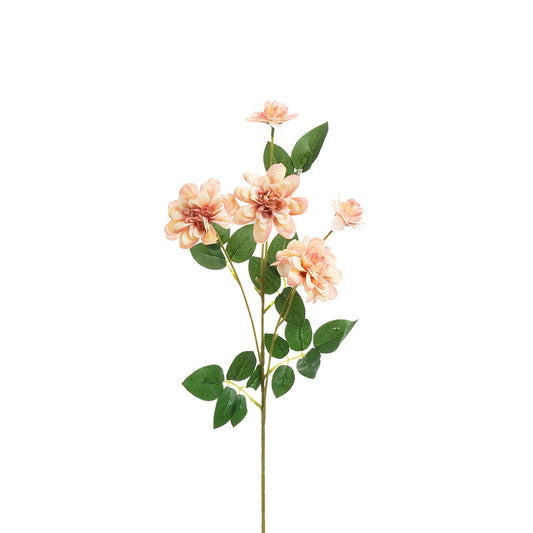 Cosmos Spray Peach 62cm