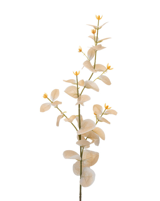 Eucalyptus Stem Cream 70cm