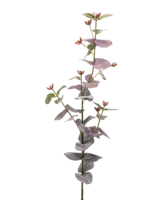 Eucalyptus Stem Purple 70cm