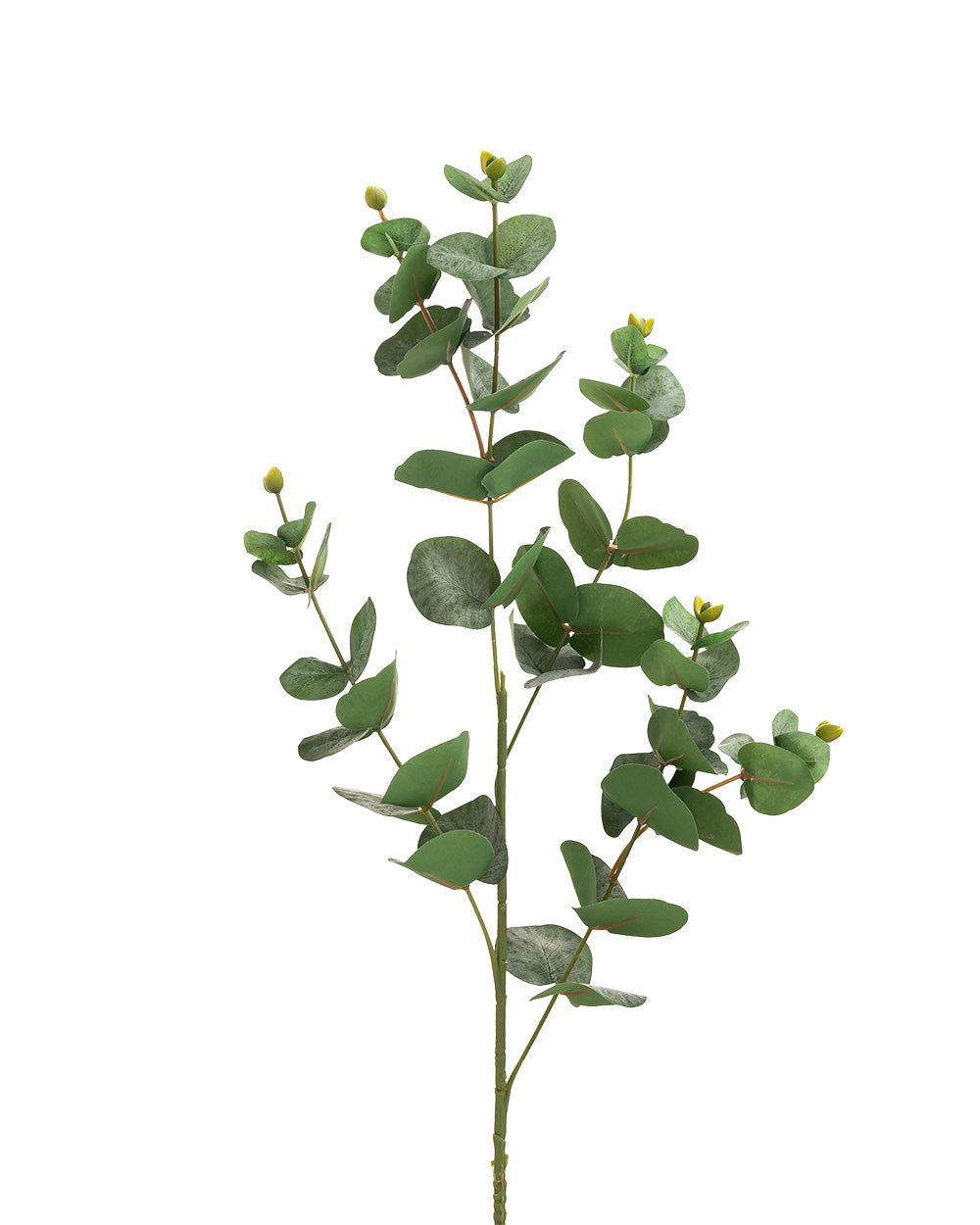 Dried Eucalyptus Stem Green 88cm