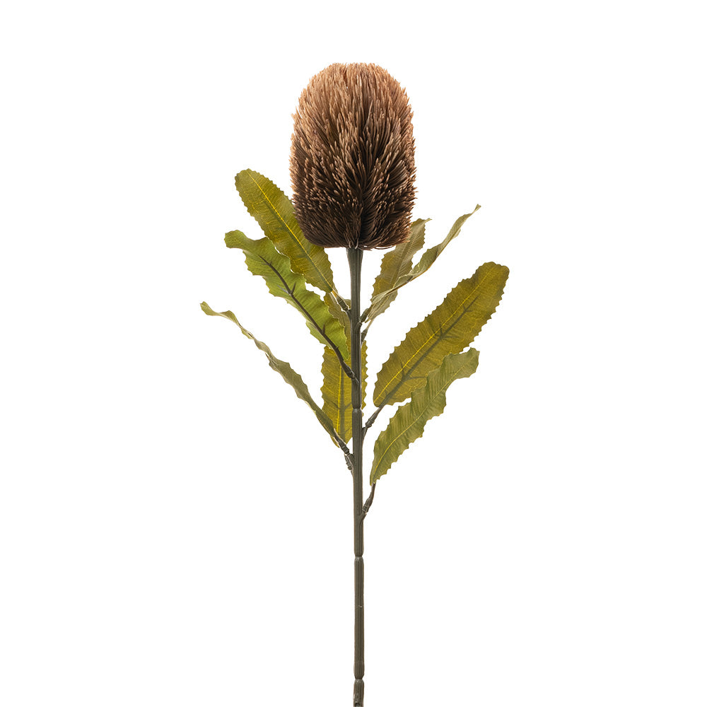 Dried Banksia Stem Brown 65cm