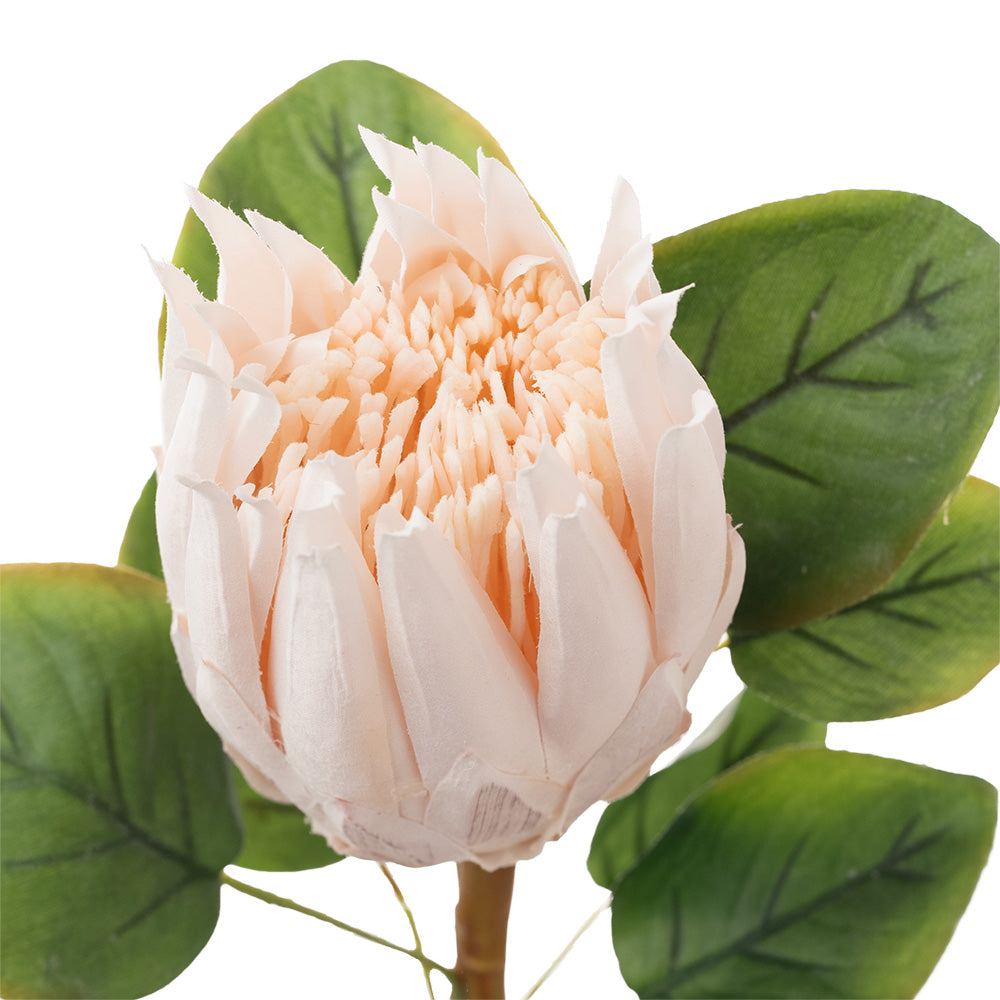 Protea Stem Cream Pink 68cm