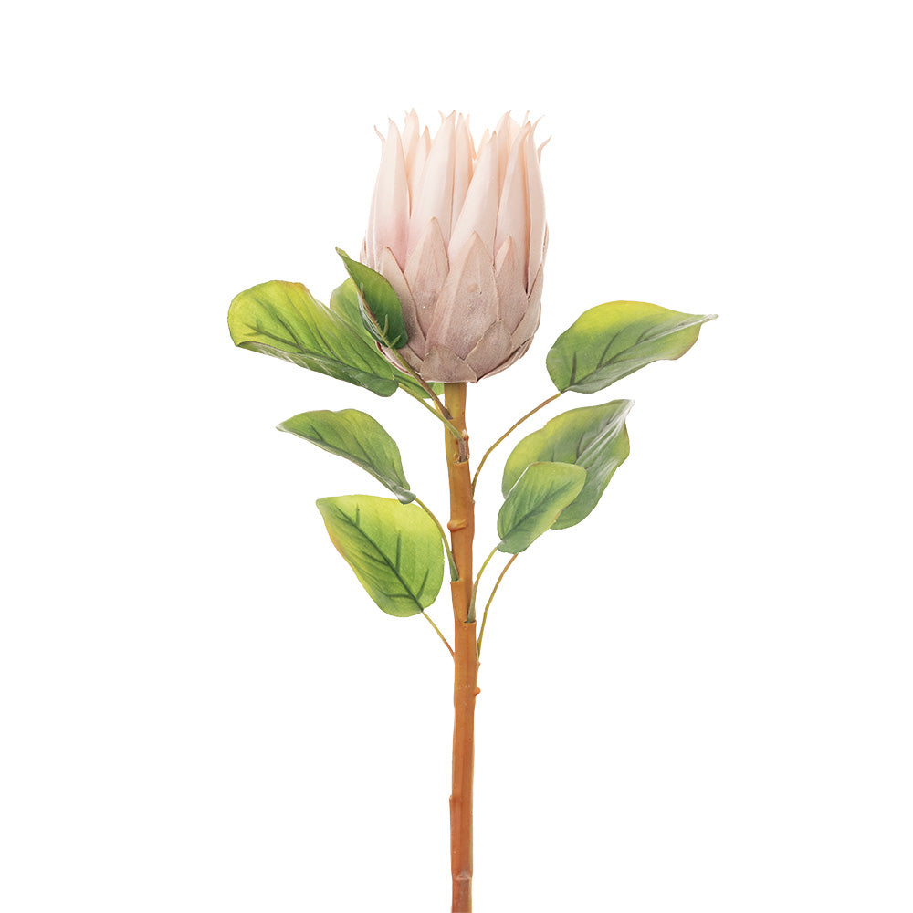 Protea Stem Pink 68cm – Star Value