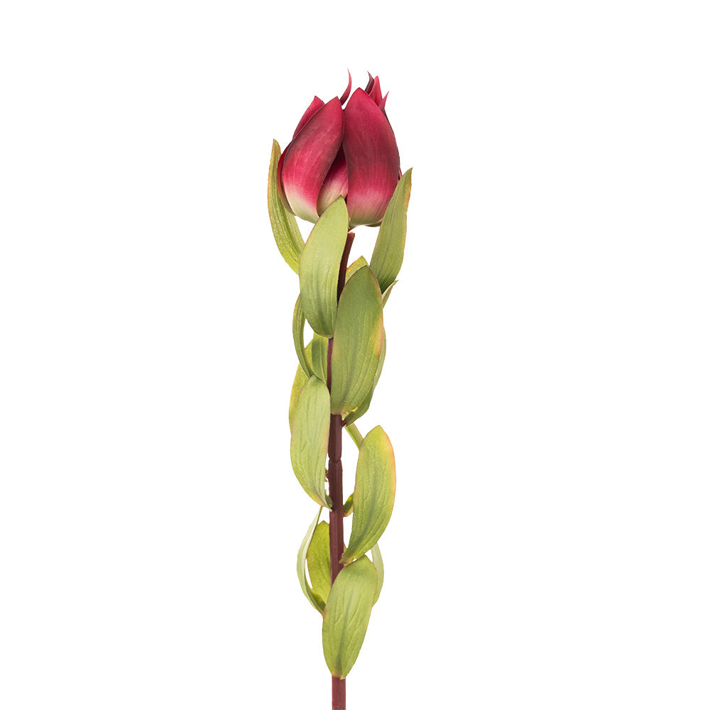 Leucadendron Red 68cm