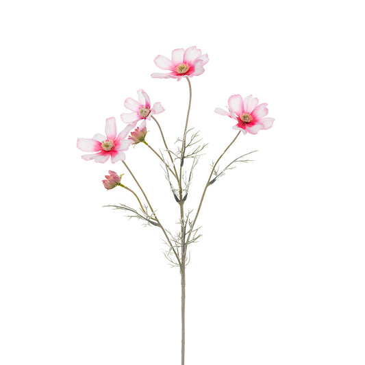 Cosmos Spray Pink Cream 60cm