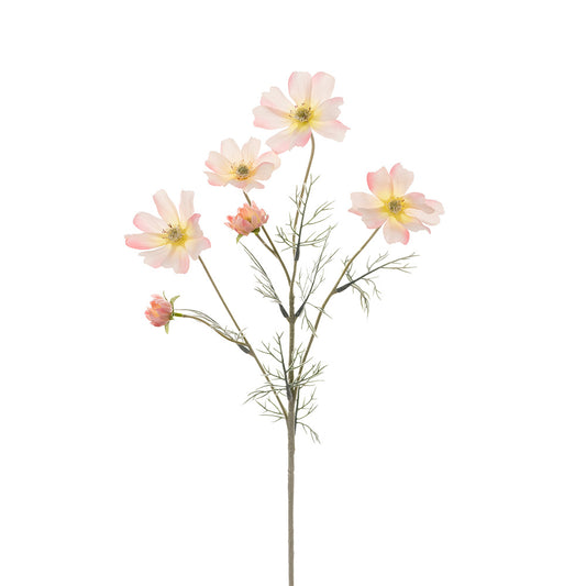 Cosmos Spray Peach 60cm