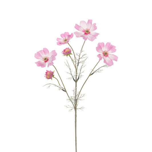 Cosmos Spray Pink 60cm