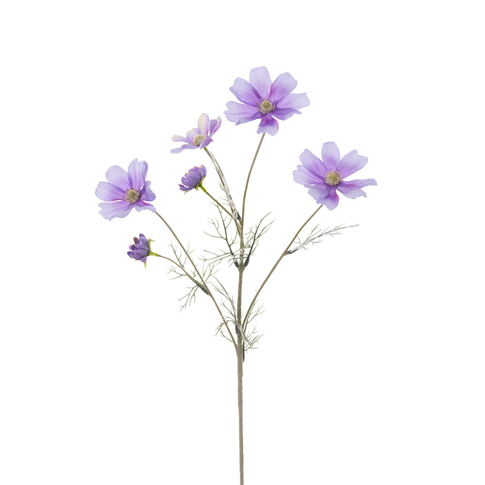 Cosmos Spray Purple 60cm