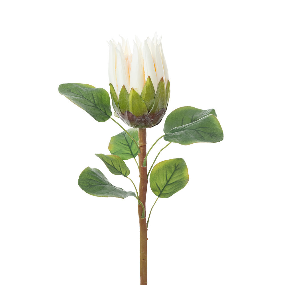 Protea Stem Cream 68cm – Star Value