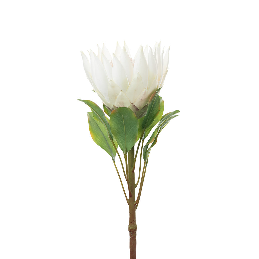 King Protea Cream 73cm