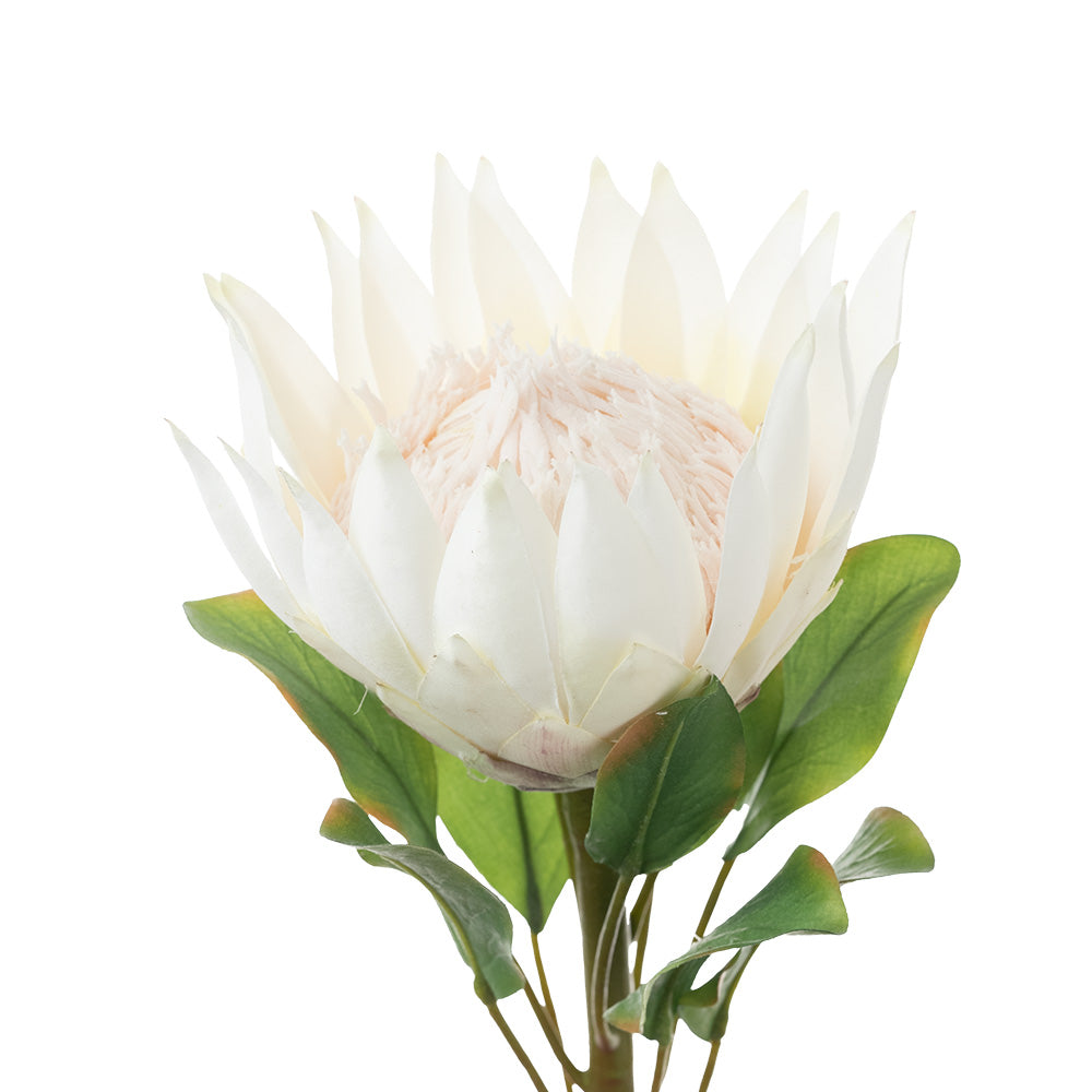 King Protea Cream 73cm