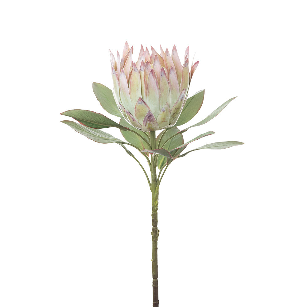 King Protea Cream 76cm