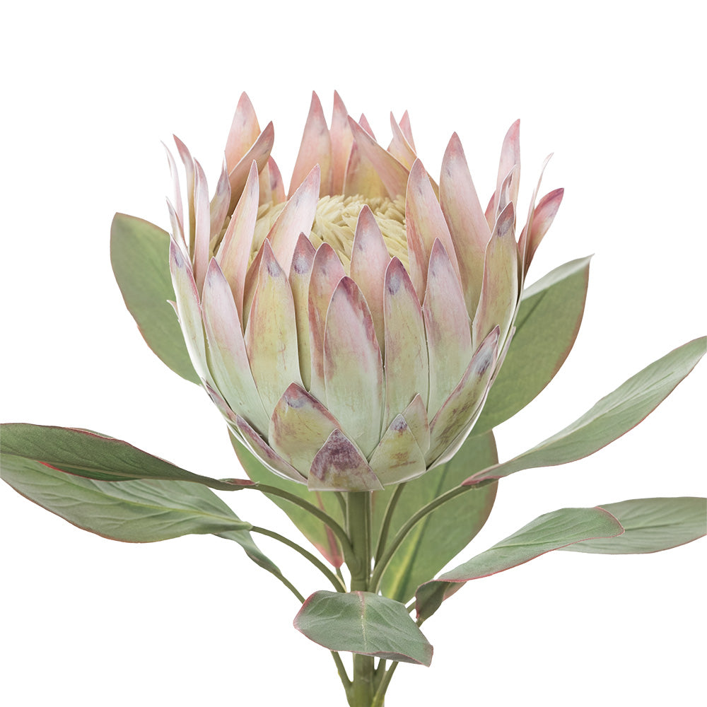 King Protea Cream 76cm