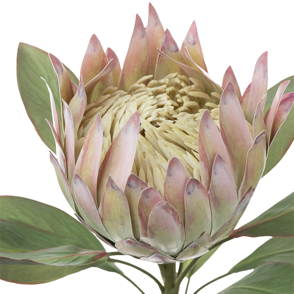 King Protea Cream 76cm